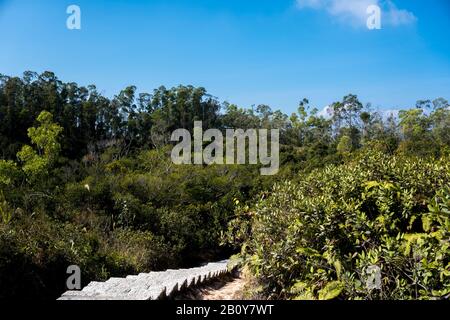 Steintreppe, Treppe, Pfad, Fußweg, Landstraße, Gasse, Gasse im Wald von Hongkong als Hintergrund, Tsing Yi Nature Trails Stockfoto