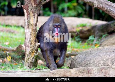 Mandrill, der in Richtung der Kamera geht und die Kamera betrachtet Stockfoto
