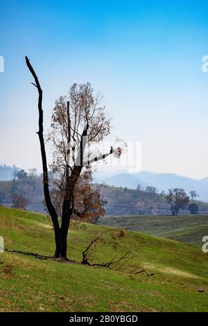 Total verbrannter Baum nach den australischen Buschfeuern Stockfoto