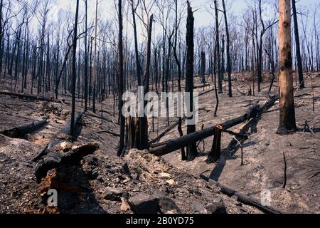 Umgestürzte Bäume in den australischen Buschfeuern Stockfoto