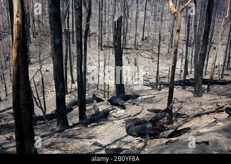 Die totale Verwüstung zum Lebensraum. Nach den australischen Buschbränden Stockfoto