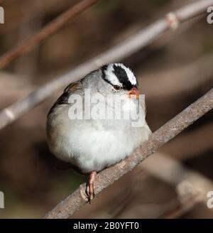 Ein aufgebuchter, weiß bekrönter Sparren (Zonotrichia leucophrys) sitzt an einem kalten Novembertag in Gupton Wetlands, Roane County, Tenne auf einem Ast zu einem Fuß Stockfoto