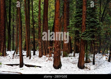 Helles Orange Bark von Redwoods Im Winter im Schneesturm Stockfoto