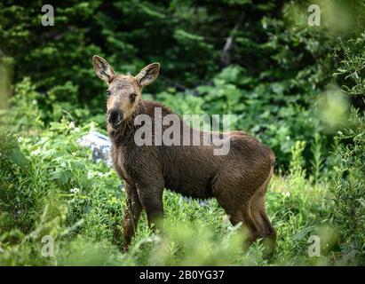 Junges Elchkalb mit Langen Wimpern im Wald Stockfoto