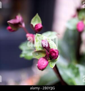 Stinkende Hellebore (Helleborus foetidus) bei Regen mit Regentropfen Stockfoto