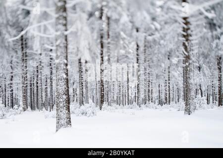 Winterwald in Masserberg, Landkreis Hildburghausen, Thüringen, Deutschland, Stockfoto