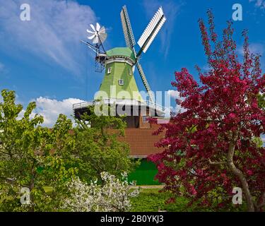 Windmühle Vers Amica in Twielenfleth-Lühe mit Kirschblüte, Altes Land, Landkreis Stade, Niedersachsen, Deutschland, Stockfoto