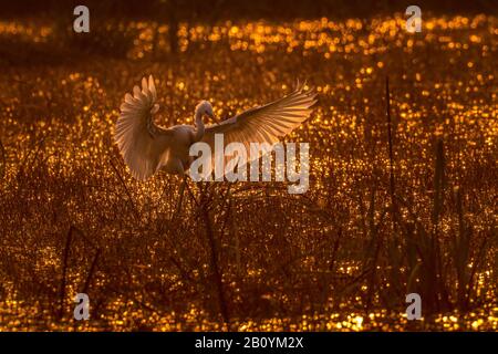 Dieses Bild des Kleinen Egret-Vogels wird in Rajasthan in Indien aufgenommen. Stockfoto