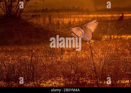 Dieses Bild des Kleinen Egret-Vogels wird in Rajasthan in Indien aufgenommen. Stockfoto