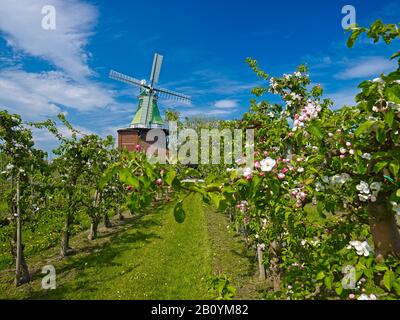 Die Windmühle von Venti Amica in Twielenfleth-Lühe mit apfelblüte, Altes Land, Landkreis Stade, Niedersachsen, Deutschland, Stockfoto