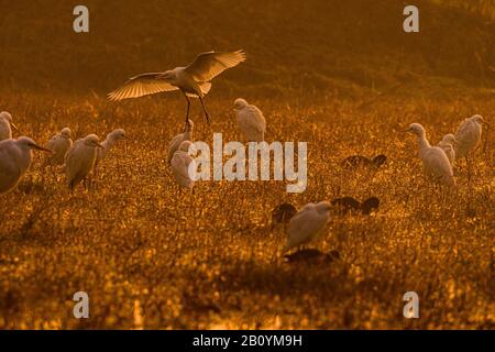 Dieses Bild des Kleinen Egret-Vogels wird in Rajasthan in Indien aufgenommen. Stockfoto