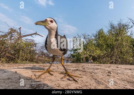 Dieses Bild von Waterhen wird in Rajasthan in Indien aufgenommen. Stockfoto