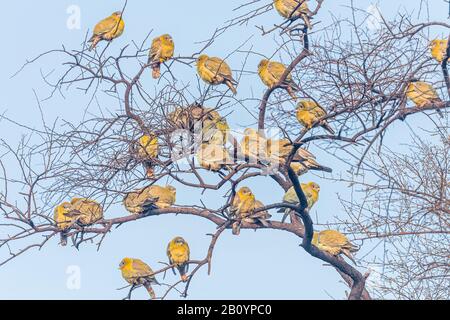 Vögel in der Wildnis! Stockfoto