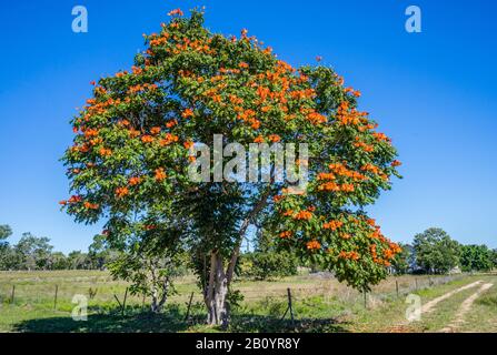 Afrikanischer Tulpenbaum (Spathodea campanulata) am Flinders Highway in der Charters Towers Region gilt der schöne Zierbaum als schädlich für n Stockfoto