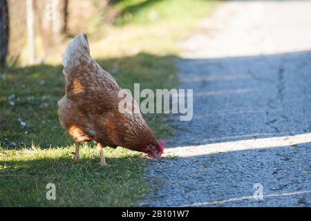 Eine Henne an der Seite der Straße nimmt Lebensmittel auf. Europäische hausgemachte braune Henne. Der alte Brauch, Hühner auf den Weg zu bringen, um sich von Gras zu ernähren, Würmer a Stockfoto