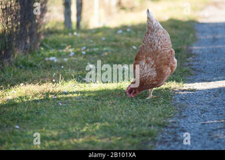 Eine Henne an der Seite der Straße nimmt Lebensmittel auf. Europäische hausgemachte braune Henne. Der alte Brauch, Hühner auf den Weg zu bringen, um sich von Gras zu ernähren, Würmer a Stockfoto