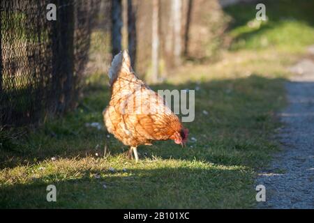 Eine Henne an der Seite der Straße nimmt Lebensmittel auf. Europäische hausgemachte braune Henne. Der alte Brauch, Hühner auf den Weg zu bringen, um sich von Gras zu ernähren, Würmer a Stockfoto