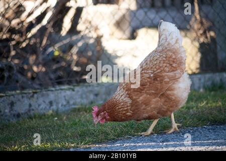 Eine Henne an der Seite der Straße nimmt Lebensmittel auf. Europäische hausgemachte braune Henne. Der alte Brauch, Hühner auf den Weg zu bringen, um sich von Gras zu ernähren, Würmer a Stockfoto