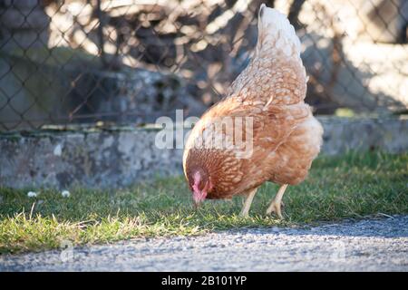 Eine Henne an der Seite der Straße nimmt Lebensmittel auf. Europäische hausgemachte braune Henne. Der alte Brauch, Hühner auf den Weg zu bringen, um sich von Gras zu ernähren, Würmer a Stockfoto