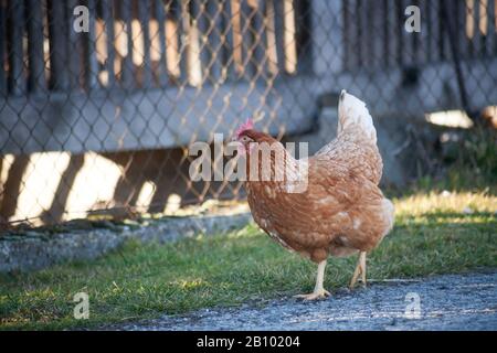 Eine Henne an der Seite der Straße nimmt Lebensmittel auf. Europäische hausgemachte braune Henne. Der alte Brauch, Hühner auf den Weg zu bringen, um sich von Gras zu ernähren, Würmer a Stockfoto