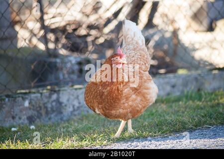 Eine Henne an der Seite der Straße nimmt Lebensmittel auf. Europäische hausgemachte braune Henne. Der alte Brauch, Hühner auf den Weg zu bringen, um sich von Gras zu ernähren, Würmer a Stockfoto