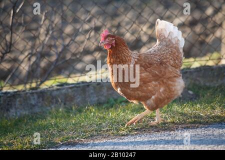Eine Henne an der Seite der Straße nimmt Lebensmittel auf. Europäische hausgemachte braune Henne. Der alte Brauch, Hühner auf den Weg zu bringen, um sich von Gras zu ernähren, Würmer a Stockfoto