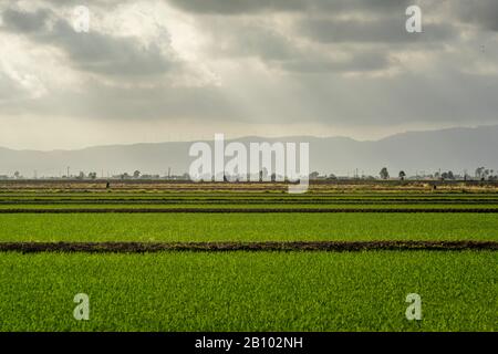 Reisfelder in der Ebro Delta, Katalonien, Spanien Stockfoto