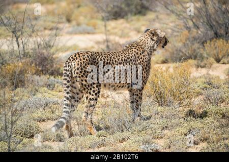 Cheetah, Inverdoorn Game Reserve, Südafrika Stockfoto