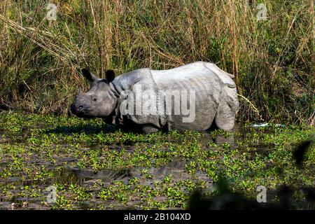 Indisches Nashorn im Chitwan-Nationalpark, Nepal Stockfoto