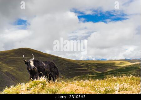 Die Yak, Symbol von Tibet. Tibetischen Plateau Stockfoto