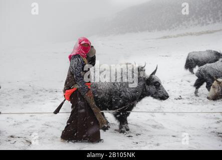 Eine weibliche tibetische Nomaden, die die harte Arbeit der Vermittlung die Yaks rund um den Campingplatz während eines Schneesturms im Hochland der tibetischen Hochebene Stockfoto
