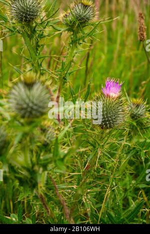 Nahaufnahme von Schotten Disteln ( Onopordum acanthium ) Schottland UK Stockfoto