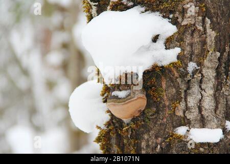 Chaga-Pilz wächst auf einem Baum, der mit Schnee gepudert ist. Raue Holzstruktur vor dem Hintergrund eines gebleichten Winterwaldes. Stock-Foto mit leerem Platz für Text und Design. Stockfoto