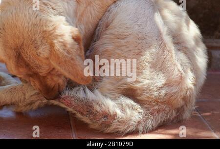 Hund beißt seinen verdammten Schwanz aus der Nähe Stockfoto