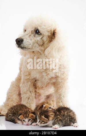 Kleines Kätzchen mit Pudelhund isoliert auf weißem Hintergrund Stockfoto