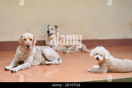 Thema Hundeunterkunft. Gruppe von Hunden lag auf dem Boden Stockfoto