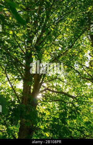 Ein Sycamore Maple Tree ( Acer pseudoplatanus ) im Sommer in Schottland, Großbritannien Stockfoto