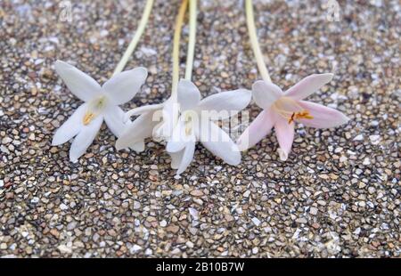 Schöne Blume, Vier weiße indische Korkblumen oder Millingtonia Hortensis Blumen auf Baumboden. Stockfoto