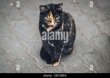 Lustige orangefarbene schwarze Katze auf dem Beton sitzend Stockfoto