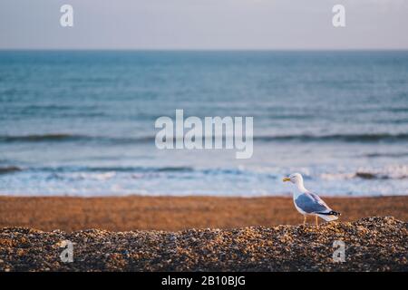 Möwe auf dem Kiesstrand, Brighton, England Stockfoto