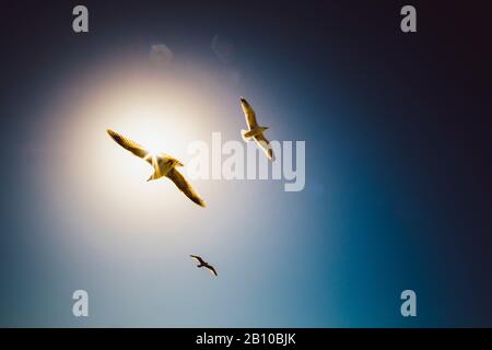 Möwen kreisen am Himmel, Brighton, England Stockfoto