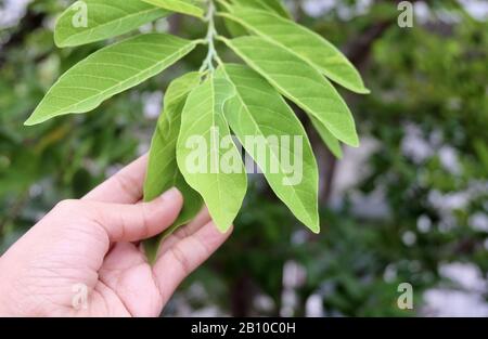 Ökologie und Umweltkonzept, Closeup der Hand Holding CarefullyCustard Apple, Sugar-Apple, Sweetsop oder Annona Reticulata Blätter und Pflanzen. Nehmen C Stockfoto