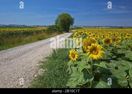 Feldweg durch Sonnenblumenfelder bei Aub, Unterfranken, Bayern, Deutschland Stockfoto