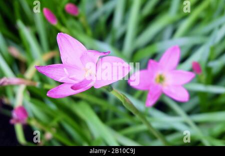Schöne Blume, EINE Frische Zephyranthes Rosea oder Pink Rain Lily Blumen auf grünen Blättern, Die In EINEM Garten Blühen. Stockfoto