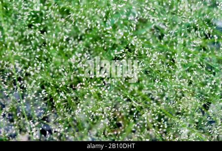 Vilfa Stellata oder Bermuda Grass mit Kleinen Blumen, Die In EINEM Garten Wachsen. Stockfoto
