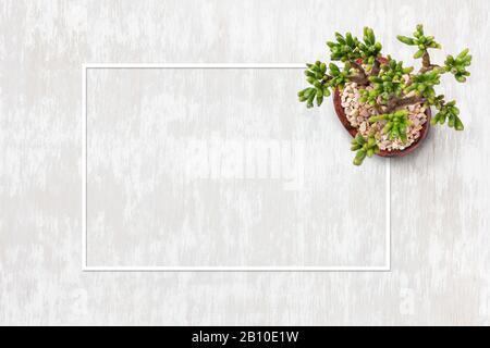 Heim Gartenarbeit Lifestyle flaches Laienbild mit einer kleinen Anlage und Kopierraum im Papprahmen Stockfoto