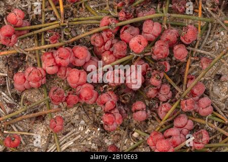 Meertraube, Ephedra distachya, auf Sanddünen, mit weiblichen Zapfen. Bretagne. Stockfoto