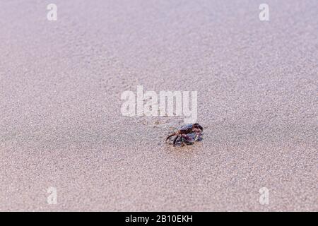 Nahaufnahme einer kleinen Felskrabbe, die an einem Sandstrand läuft und Spuren hinterlässt Stockfoto