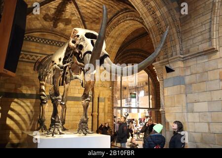 Die Besucher studieren ein Wollmammut (Mammuthus primigenius) Skelett im National History Museum, London, Großbritannien Stockfoto