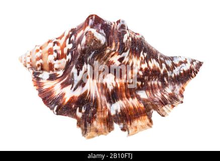 Dunkelbraune Muschel muricider Mollusk isoliert auf weißem Grund Stockfoto